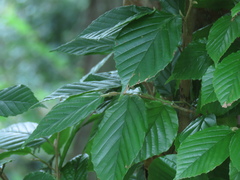 Corylopsis multiflora