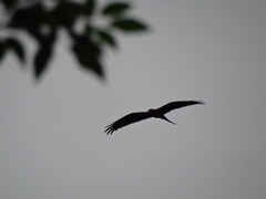 Milvus migrans parasitus