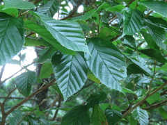 Corylopsis multiflora