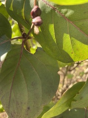 Magnoliopsida