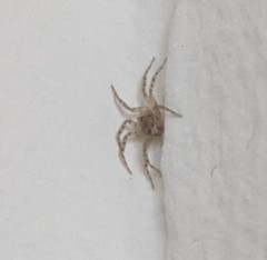 Oecobius