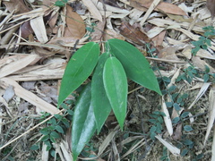 Smilax luei
