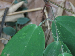 Smilax luei