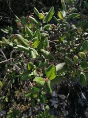 Rhus standleyi