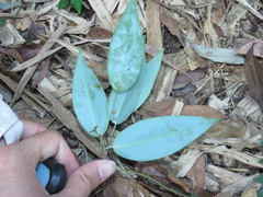 Smilax luei