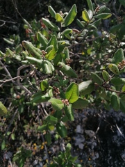 Rhus standleyi