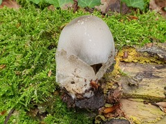 Volvariella volvacea