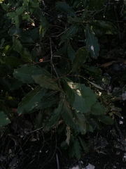Quercus castanea