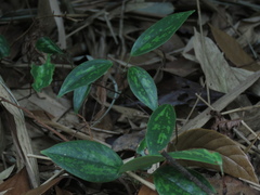 Smilax luei