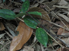 Smilax luei