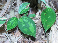 Smilax luei