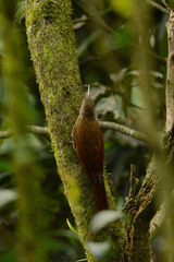 Lepidocolaptes affinis