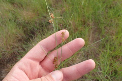 Rhynchospora plumosa
