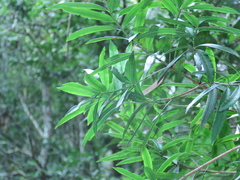 Podocarpus nakaii