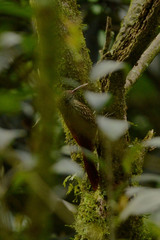 Lepidocolaptes affinis