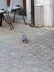 Columba livia domestica