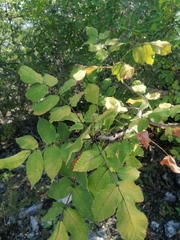 Bursera esparzae