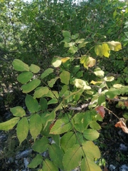 Bursera esparzae