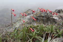 Barbacenia longiscapa