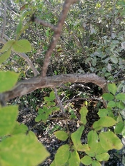 Bursera esparzae