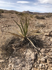 Yucca schidigera