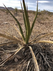 Yucca schidigera