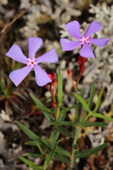 Mandevilla tenuifolia