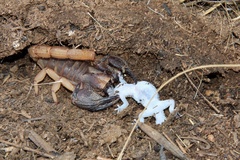Opistophthalmus