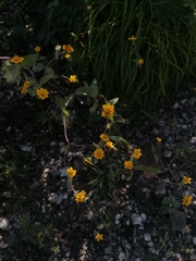 Melampodium longipilum