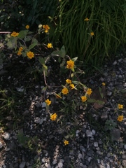 Melampodium longipilum