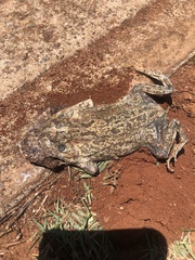 Sclerophrys poweri