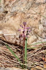Ledebouria minima