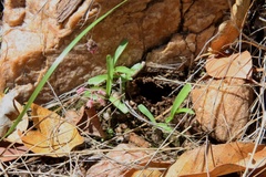 Ledebouria minima
