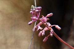 Ledebouria minima