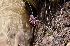 Ledebouria minima