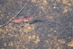 Enteromius motebensis