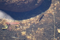 Enteromius motebensis