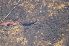 Enteromius motebensis