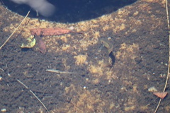 Enteromius motebensis