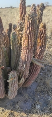 Hoodia