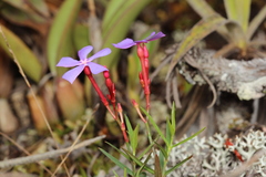 Mandevilla tenuifolia