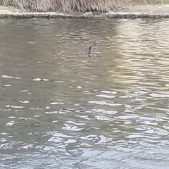 Fulica atra