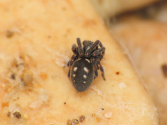 Nurscia albomaculata