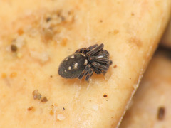 Nurscia albomaculata