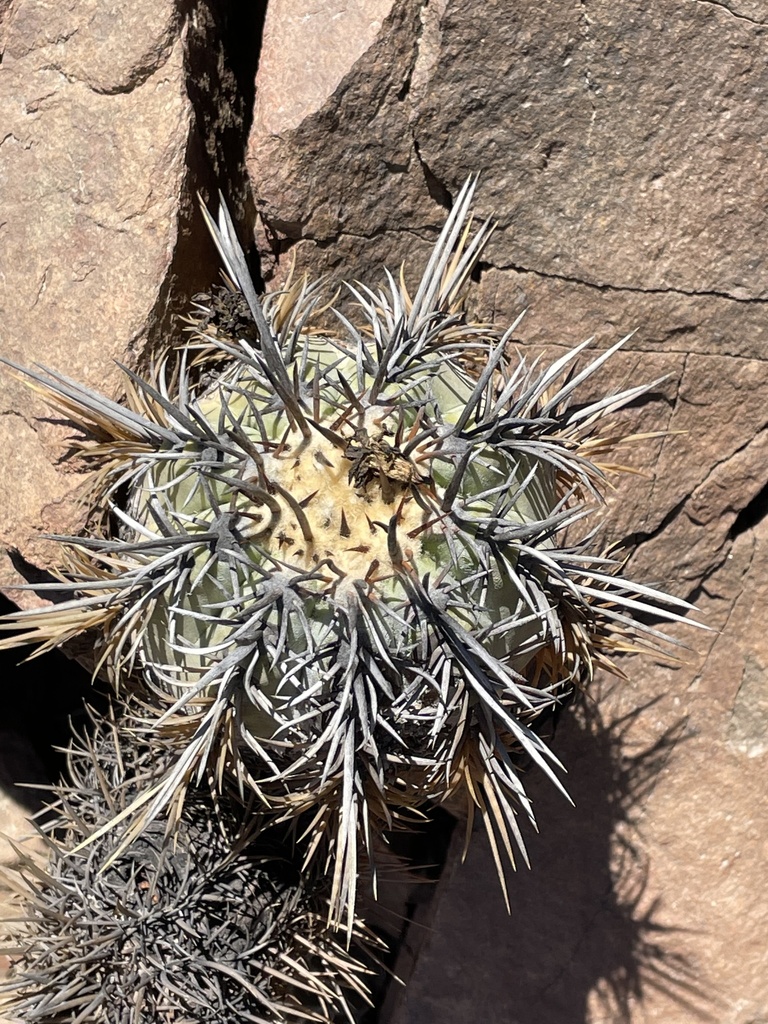 Copiapoa marginata, Chañaral, CL-AT, CL