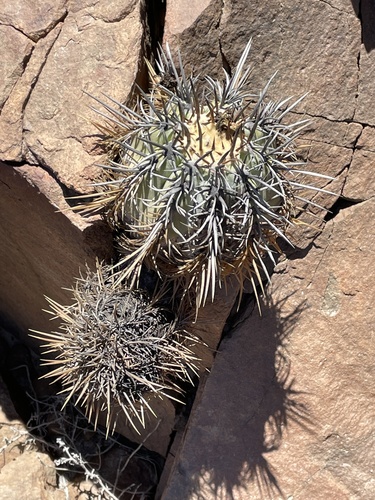 Copiapoa marginata