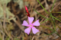 Mandevilla tenuifolia