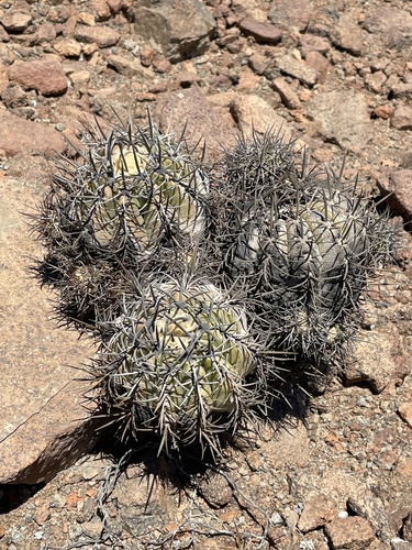 Copiapoa marginata