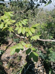 Bursera esparzae