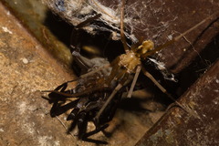 Kukulcania hibernalis